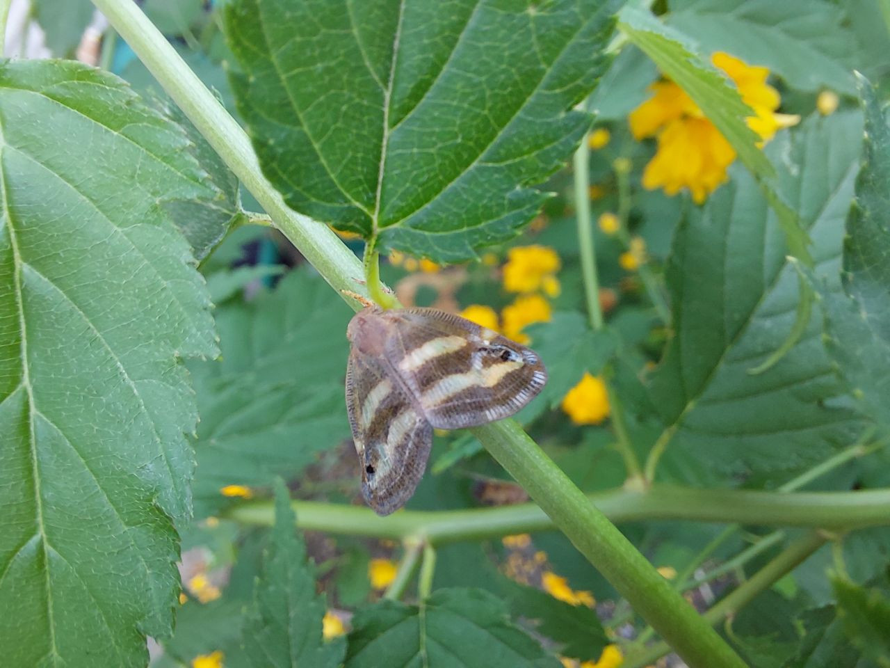 Doğu Karadeniz halkının kabusu geri döndü! 2 yıldır gözükmüyorlardı... - Sayfa 5