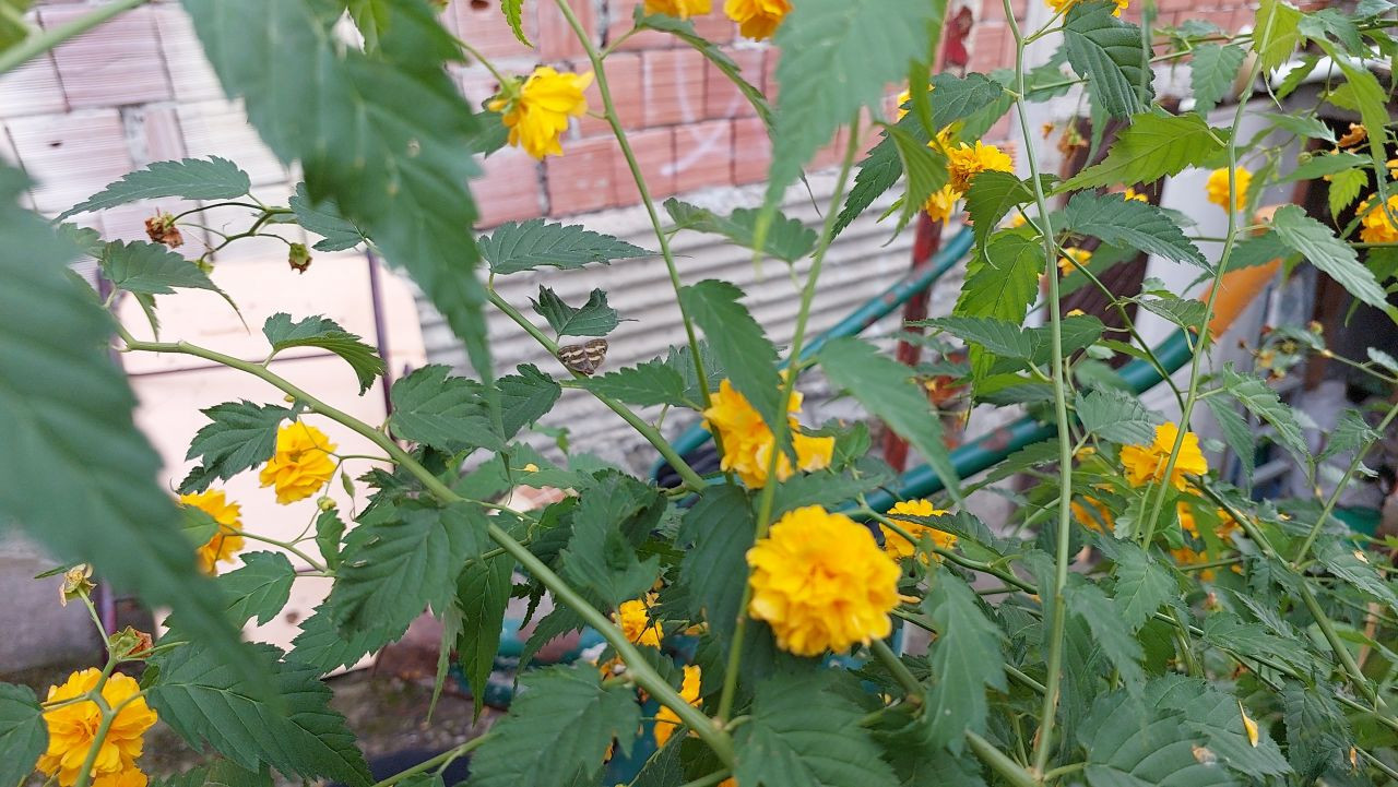 Doğu Karadeniz halkının kabusu geri döndü! 2 yıldır gözükmüyorlardı... - Sayfa 6