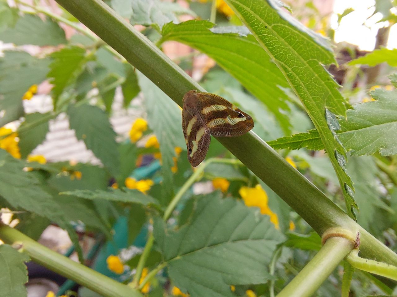 Doğu Karadeniz halkının kabusu geri döndü! 2 yıldır gözükmüyorlardı... - Sayfa 7