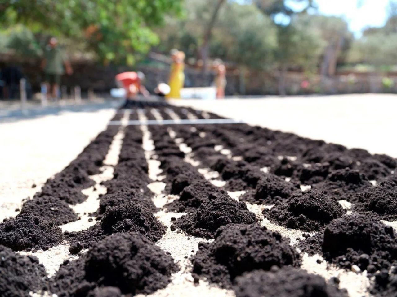 Aşık Veysel vefatının 50. yılında topraktan yapılan portresiyle anıldı - Sayfa 5