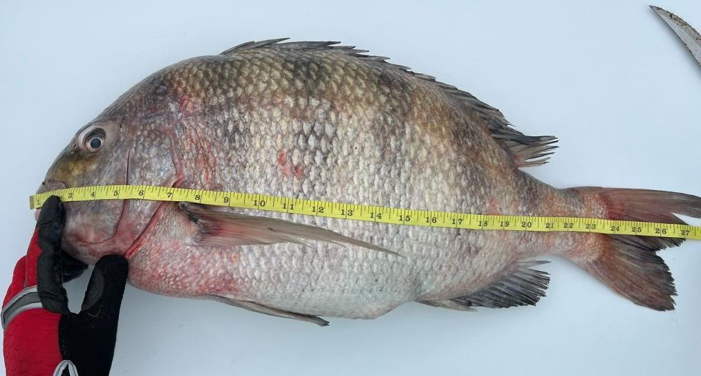 Balıktan çok insana benziyor: Dişlerini gören şoke oldu - Sayfa 6