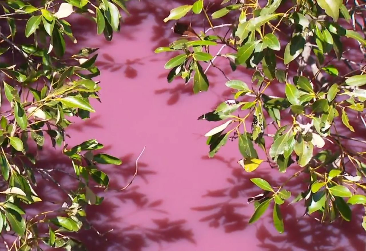 Avustralya'daki sulak alanlar bir anda pembeye dönmesi böle halkını şaşkına çevirdi! Nedeni ortaya çıktı... - Sayfa 9