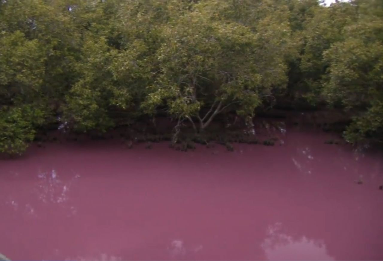 Avustralya'daki sulak alanlar bir anda pembeye dönmesi böle halkını şaşkına çevirdi! Nedeni ortaya çıktı... - Sayfa 6