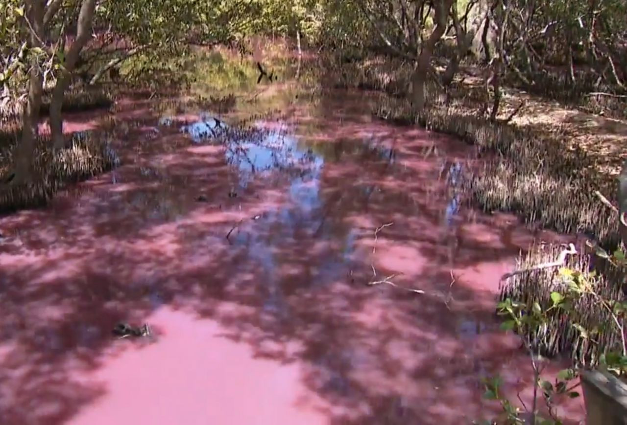Avustralya'daki sulak alanlar bir anda pembeye dönmesi böle halkını şaşkına çevirdi! Nedeni ortaya çıktı... - Sayfa 5