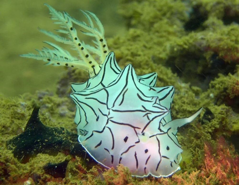 2023 yılında keşfedilen birbirinden ilginç 10 yeni canlı türü - Sayfa 8