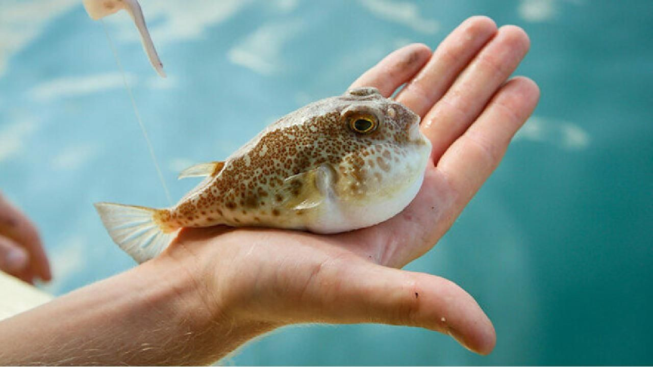 Hatay'da balon balığı faciası: Denizden tuttukları balon balığını yiyen 7 kişilik aile zehirlendi! Birinin durumu ağır... - Sayfa 5