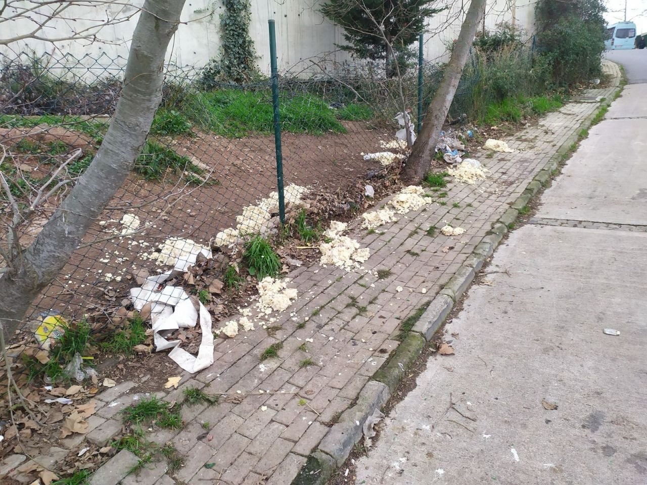 Yine hayvana şiddet: Siteye girdi diye kediyi tekmeleyip kaburgalarını kırdı... - Sayfa 6