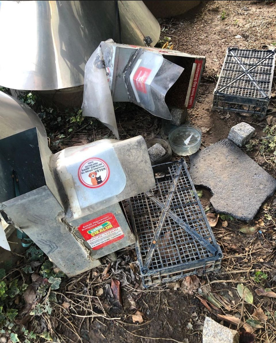 Yine hayvana şiddet: Siteye girdi diye kediyi tekmeleyip kaburgalarını kırdı... - Sayfa 5