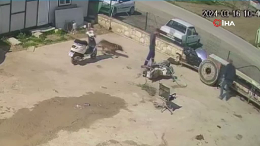 Gözü dönmüş cani durduk yere köpeğe saldırdı! İşte o işkence anları... - Sayfa 12