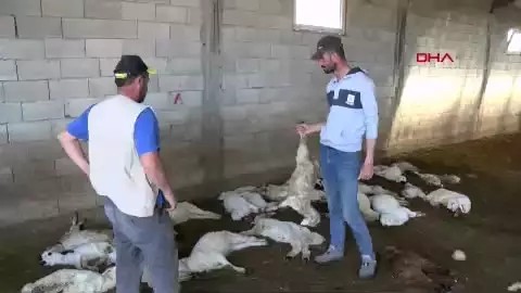 Dün 57 bugün 30 küçükbaş hayvan! Köpek terörü bitmek bilmiyor... - Sayfa 1