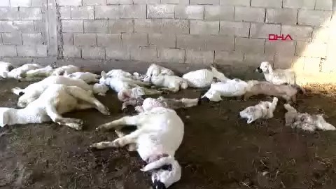 Dün 57 bugün 30 küçükbaş hayvan! Köpek terörü bitmek bilmiyor... - Sayfa 2