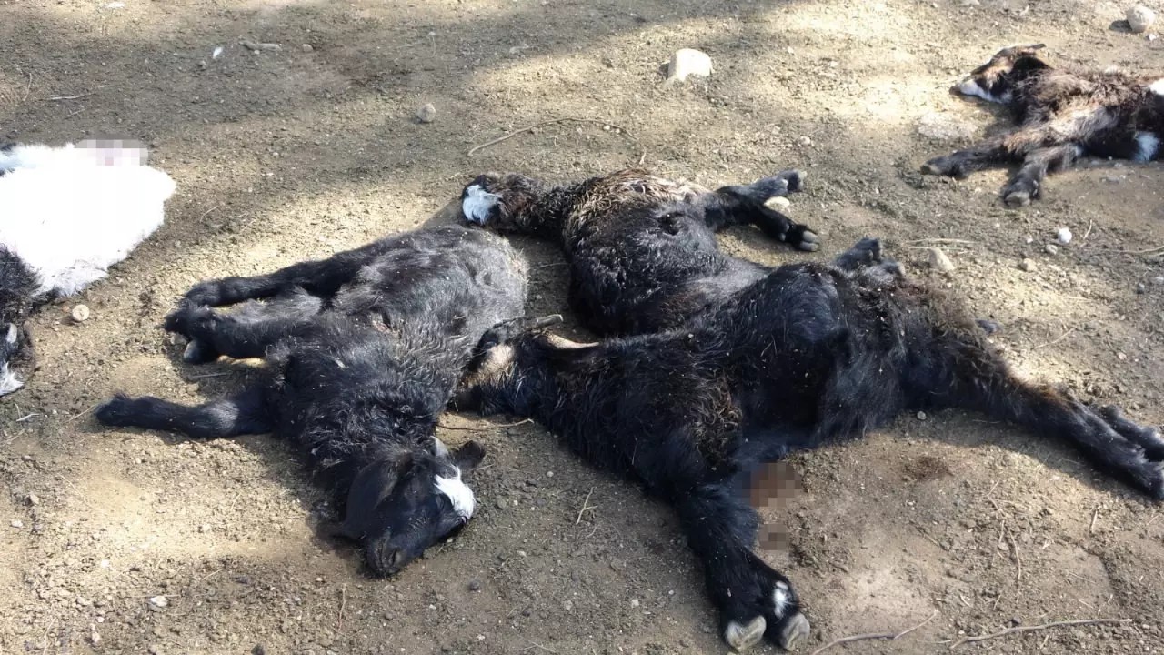 Dün 57 bugün 30 küçükbaş hayvan! Köpek terörü bitmek bilmiyor... - Sayfa 3