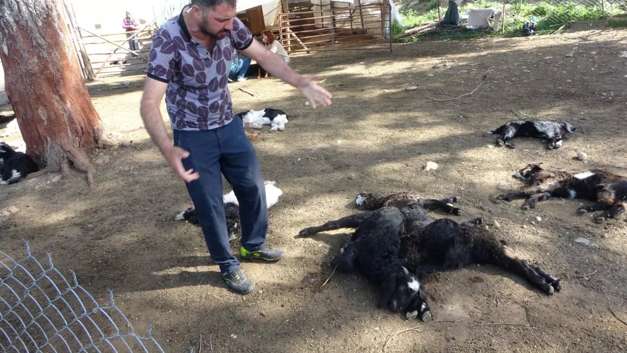 Dün 57 bugün 30 küçükbaş hayvan! Köpek terörü bitmek bilmiyor... - Sayfa 4