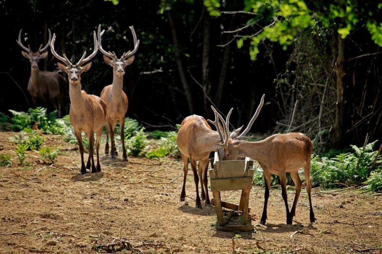 Bayramda İstanbul'da kalanlara gezi rehberi! İstanbul'a yakın gezilecek yerler - Sayfa 34