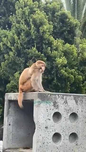 İstanbul'un göbeğinde maymun şaşkınlığı! Görenler gözlerine inanamadı - Sayfa 5