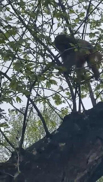 İstanbul'un göbeğinde maymun şaşkınlığı! Görenler gözlerine inanamadı - Sayfa 6