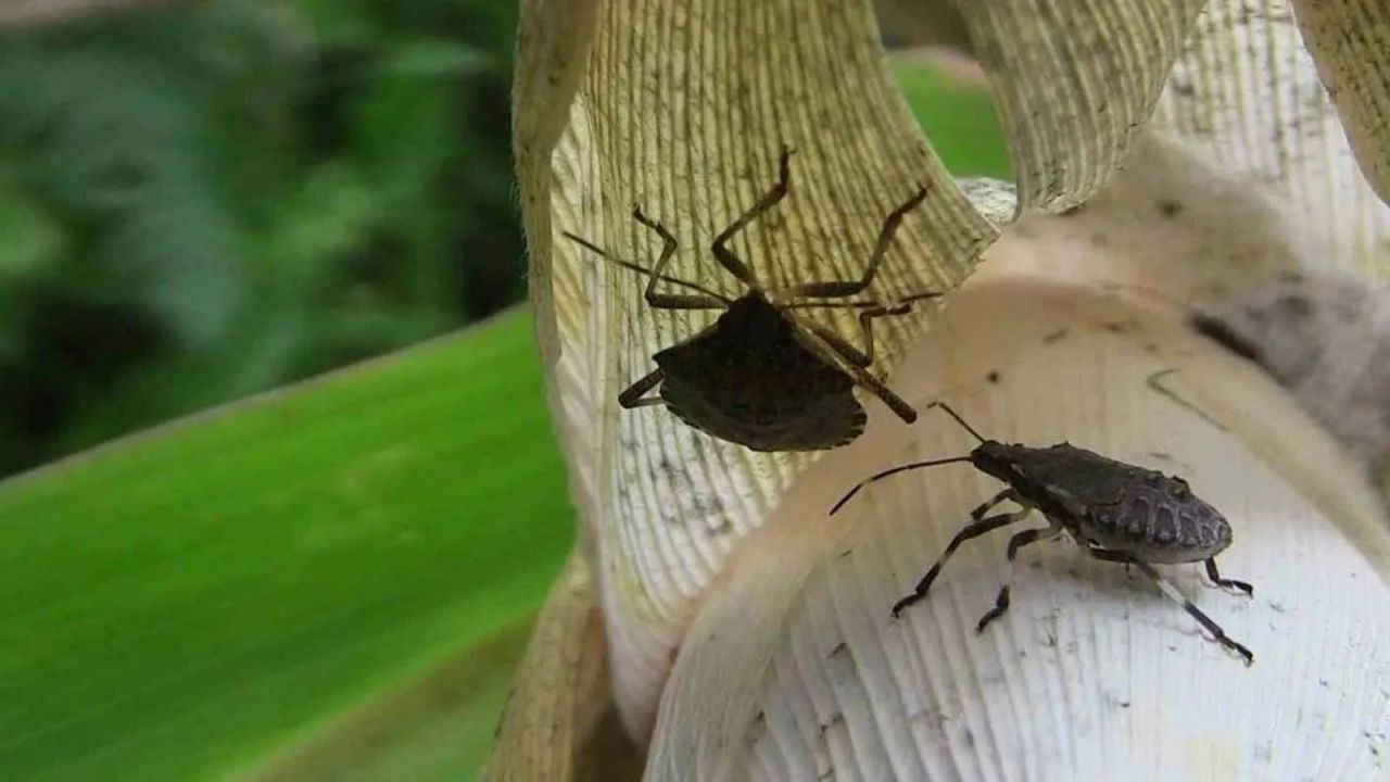 İstila erken başladı! Gördüğünüz yerde öldürün - Sayfa 5