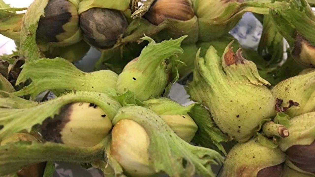 İstila erken başladı! Gördüğünüz yerde öldürün - Sayfa 6