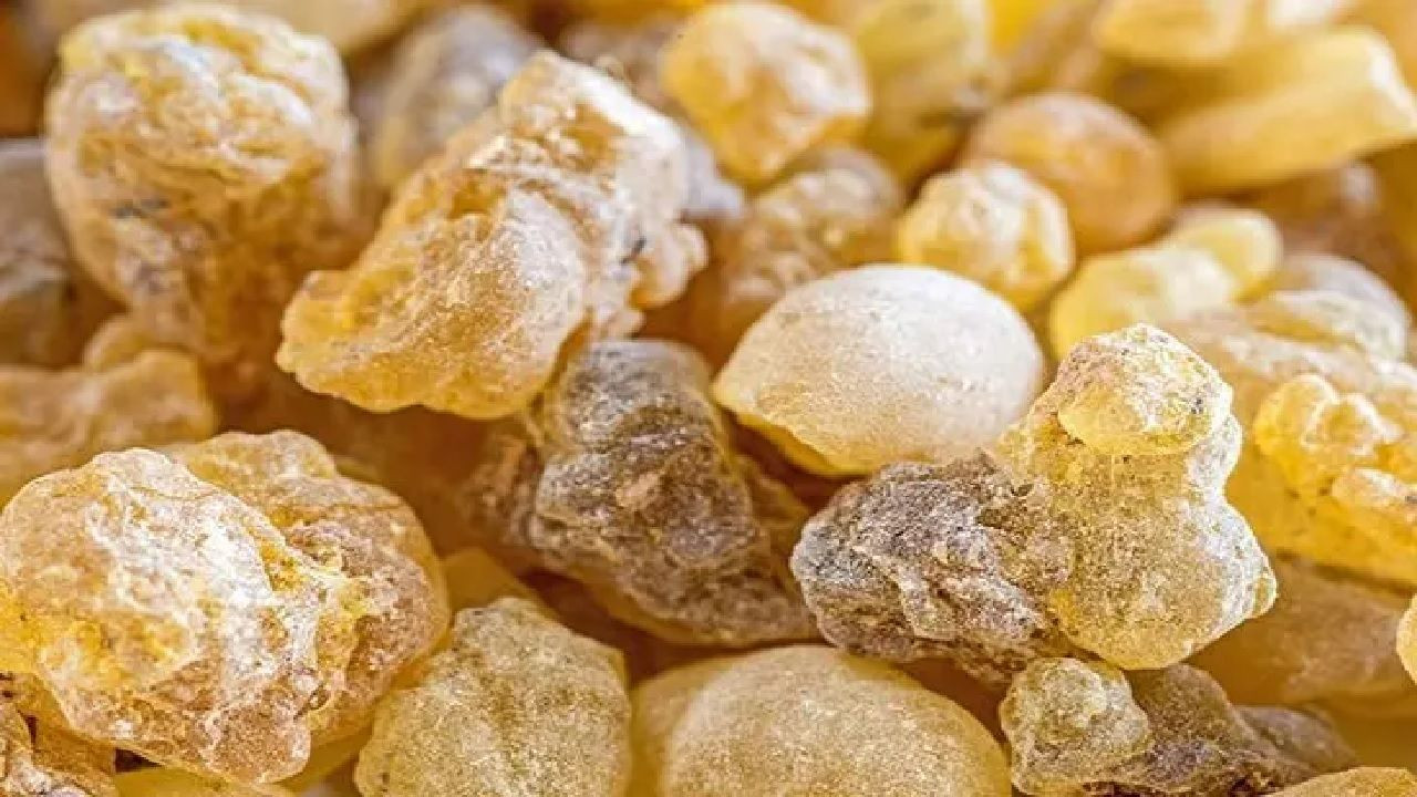 Prf. Dr. Erkan Topuz açıkladı! Akgünlük ağacından elde edilen sakız KOAH, kanser ve pek çok hastalığa iyi geliyor... - Sayfa 5