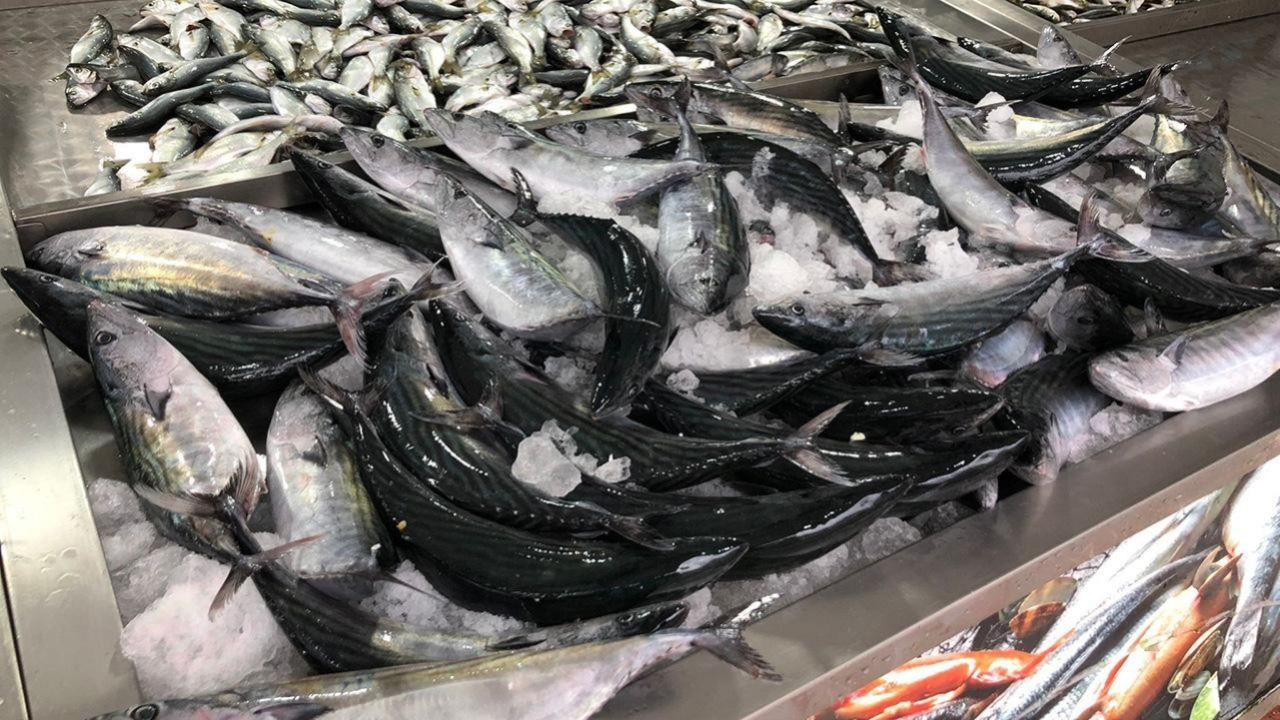 Av sezonu başladı! Balık tezgahlarında palamut fiyatları düştü - Sayfa 5