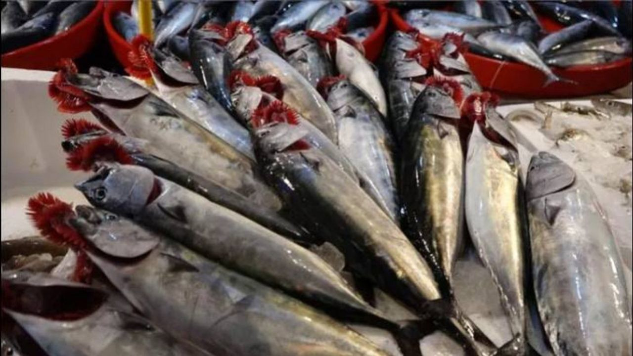 Av sezonu başladı! Balık tezgahlarında palamut fiyatları düştü - Sayfa 6