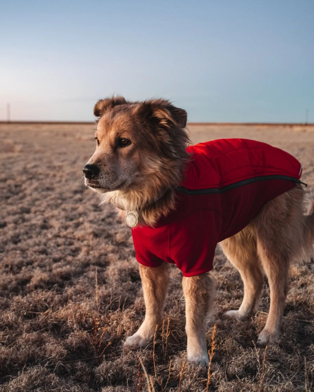 Köpeğiyle birlikte yürüyerek dünyayı dolaştı, Guinness Dünya Rekorları'na girdi! 38 ülke gezdi ama aklı Türkiye'de kaldı - Sayfa 14