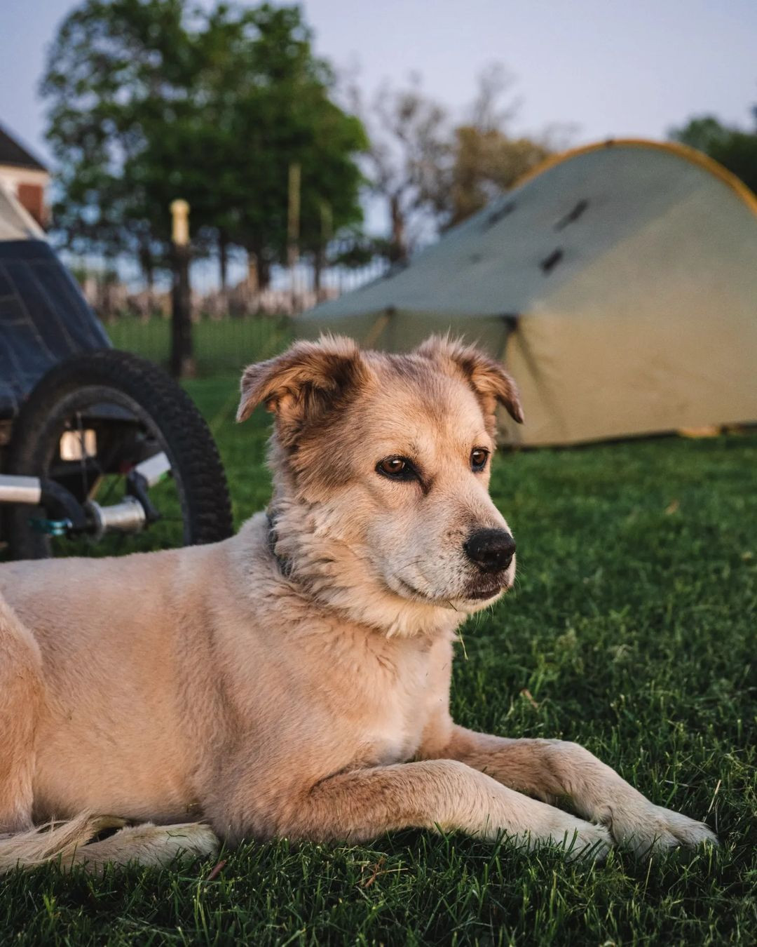 Köpeğiyle birlikte yürüyerek dünyayı dolaştı, Guinness Dünya Rekorları'na girdi! 38 ülke gezdi ama aklı Türkiye'de kaldı - Sayfa 12