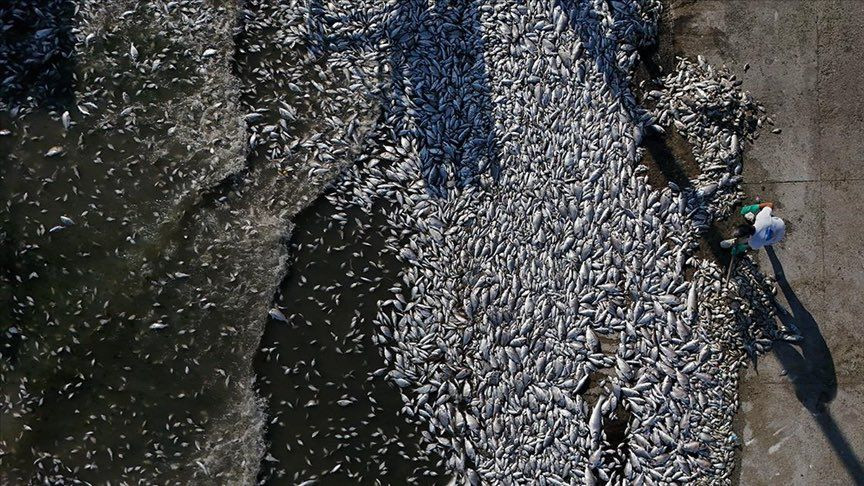 Zehir çukuruna dönen İzmir Körfezi için bakanlık harekete geçti! CHP'li Başkan Cemil Tugay 2 gündür imza bile atmadı... - Sayfa 8