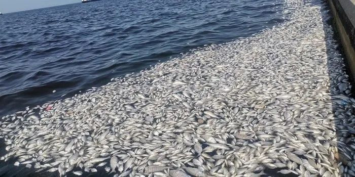 Zehir çukuruna dönen İzmir Körfezi için bakanlık harekete geçti! CHP'li Başkan Cemil Tugay 2 gündür imza bile atmadı... - Sayfa 5