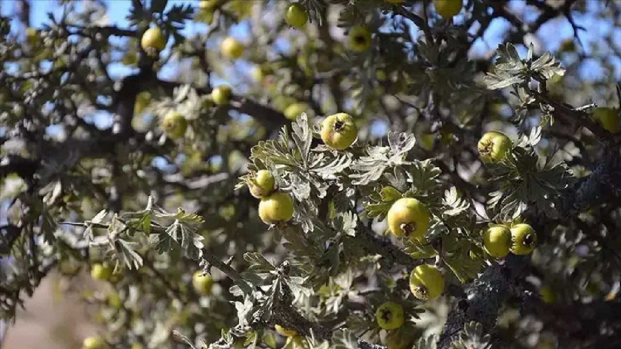 Damar tıkanıklığı olanlar müjde! Bir kaşık ekleyince damarlarınız açılacak... - Sayfa 1