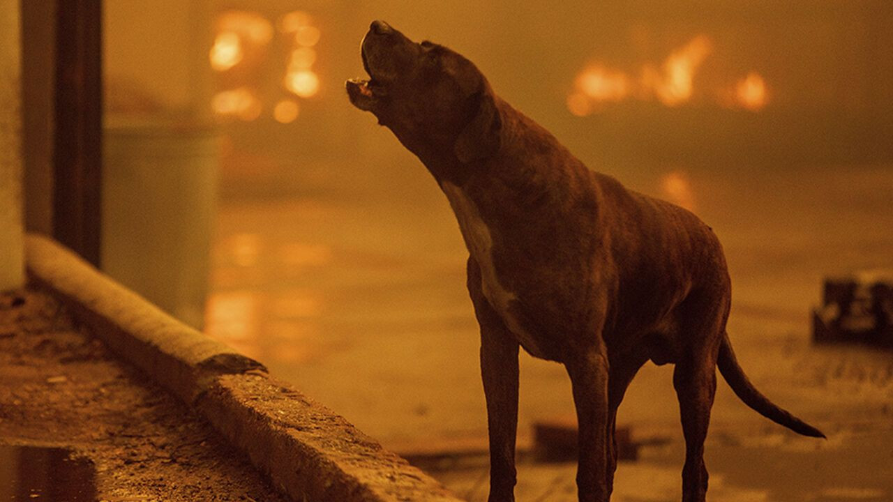 Los Angeles felaketi yaşıyor! Alevler hızla ilerliyor, ABD söndüremiyor! Paris Hilton'un evi küle döndü! - Sayfa 12