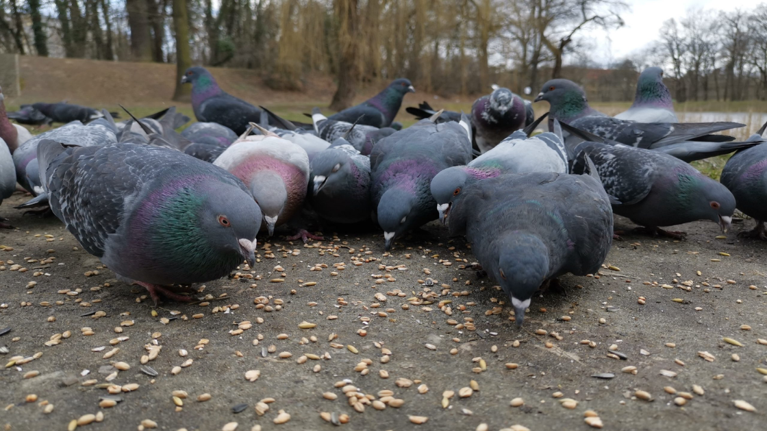 Sakız çiğnemek, sifon çekmek ve daha fazlası... Dünyanın en ilginç yasakları - Sayfa 9