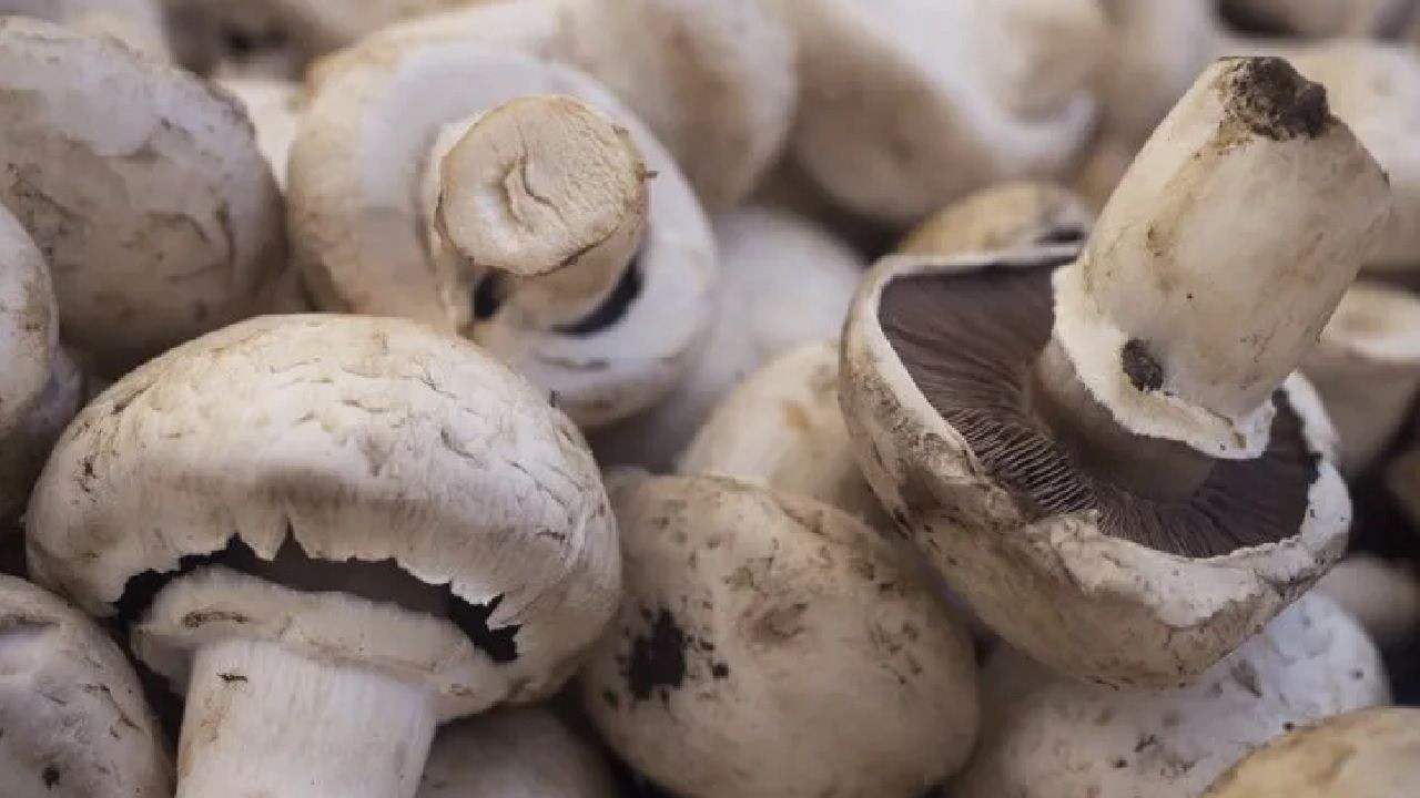 Mantar tüketenlere öneri: Güneşle buluşunca D vitamini deposu oluyor... - Sayfa 2