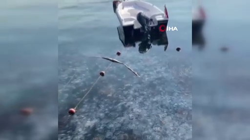 İstanbul'da korkutan görüntü! Sarıyer'de binlerce denizanası kıyıya vurdu! - Sayfa 7
