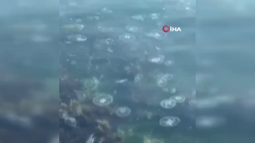 İstanbul'da korkutan görüntü! Sarıyer'de binlerce denizanası kıyıya vurdu! - Sayfa 10