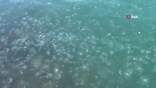 İstanbul'da korkutan görüntü! Sarıyer'de binlerce denizanası kıyıya vurdu! - Sayfa 11