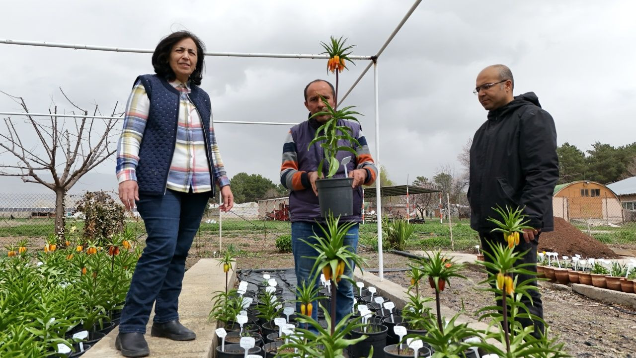 Bu çiçeği görürseniz sakın koparmayın: Cezası 577 bin lira! - Sayfa 2