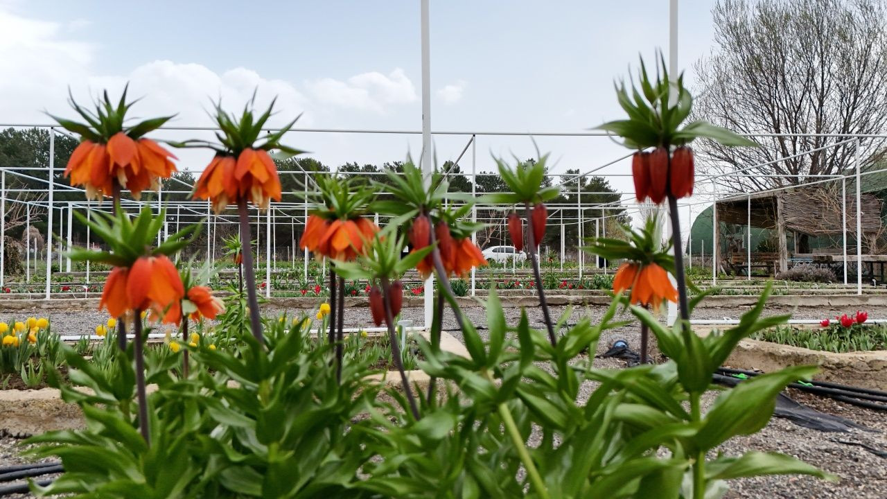 Bu çiçeği görürseniz sakın koparmayın: Cezası 577 bin lira! - Sayfa 5