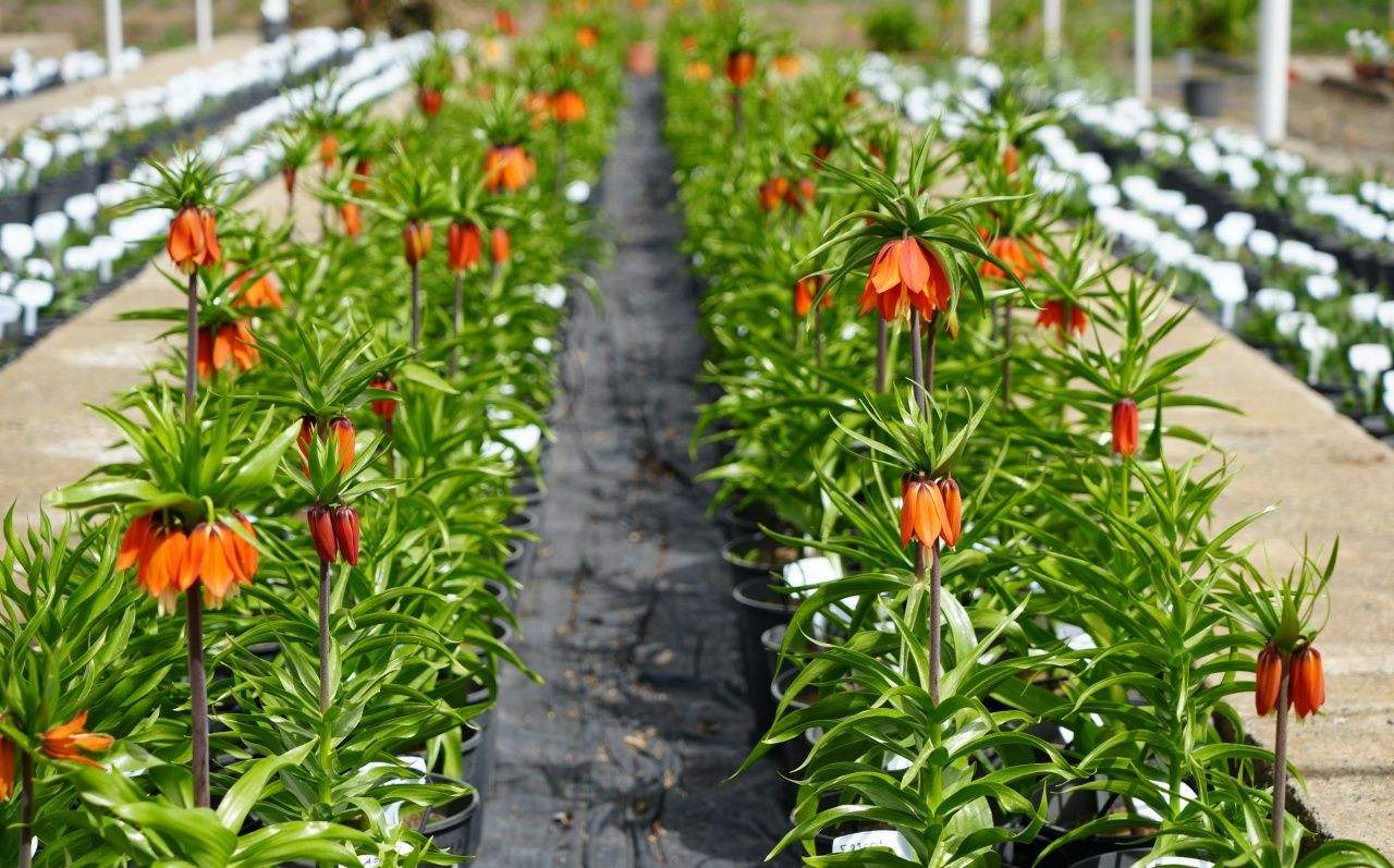 Bu çiçeği görürseniz sakın koparmayın: Cezası 577 bin lira! - Sayfa 3