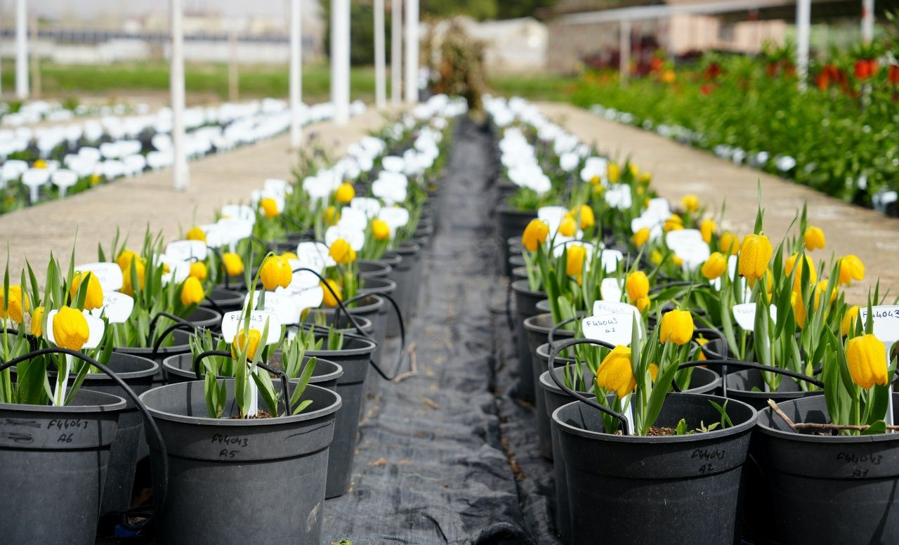 Bu çiçeği görürseniz sakın koparmayın: Cezası 577 bin lira! - Sayfa 4