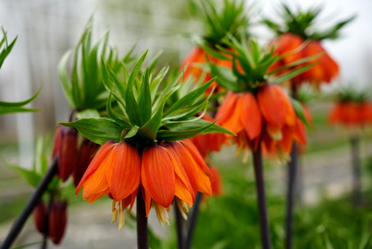 Bu çiçeği görürseniz sakın koparmayın: Cezası 577 bin lira! - Sayfa 1