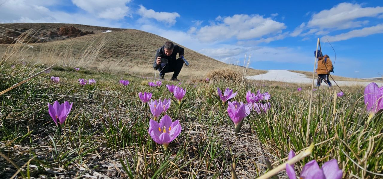 Nemrut Kalderası’nda mor çiğdem şöleni! Sakın koparmayın - Sayfa 2