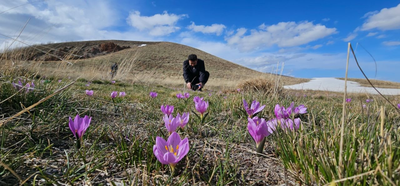 Nemrut Kalderası’nda mor çiğdem şöleni! Sakın koparmayın - Sayfa 3