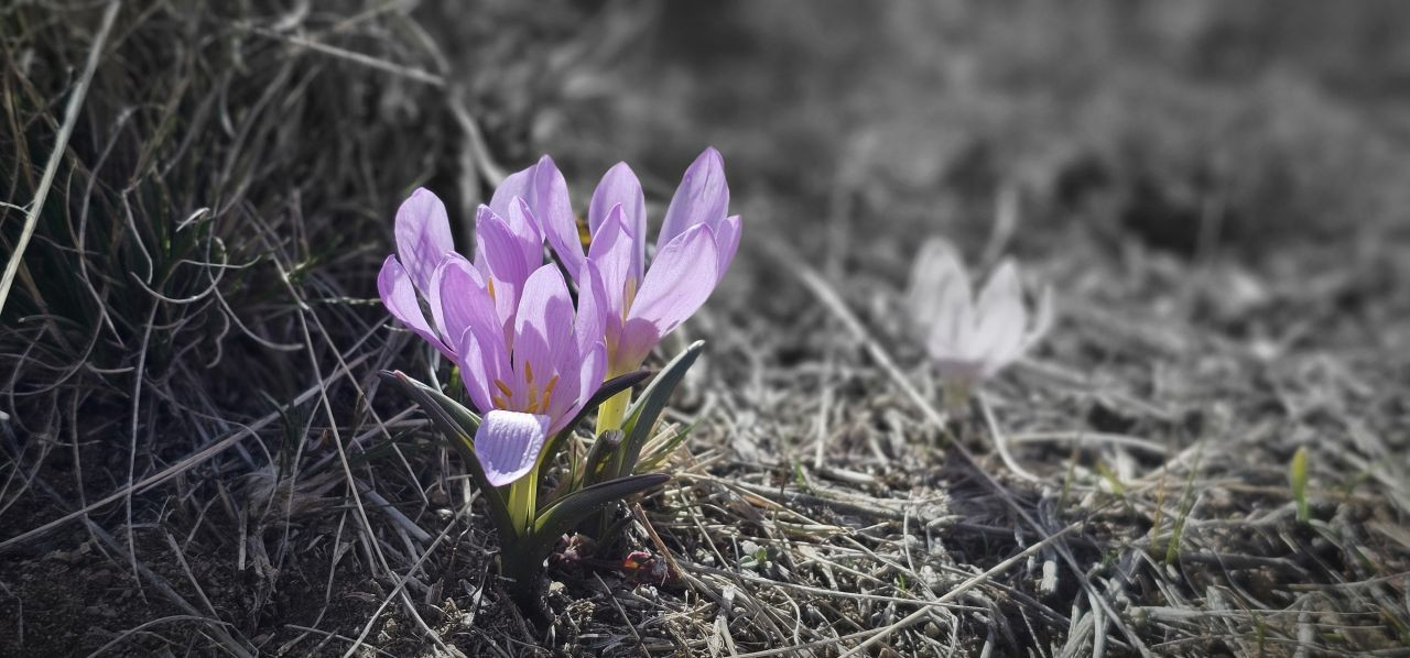 Nemrut Kalderası’nda mor çiğdem şöleni! Sakın koparmayın - Sayfa 1