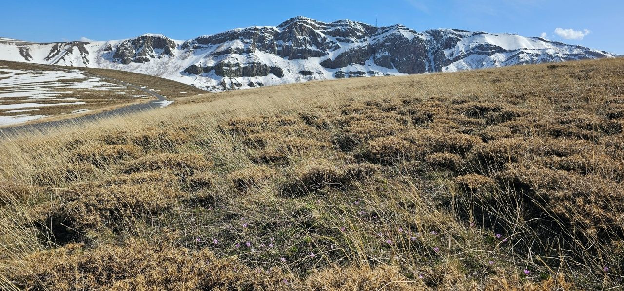 Nemrut Kalderası’nda mor çiğdem şöleni! Sakın koparmayın - Sayfa 4