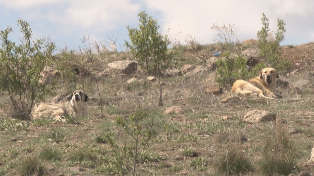 Ankara Çubuk’ta korku dolu anlar: Köpekler çocuklara saldırdı, sahibi olan kadın izledi! - Sayfa 7