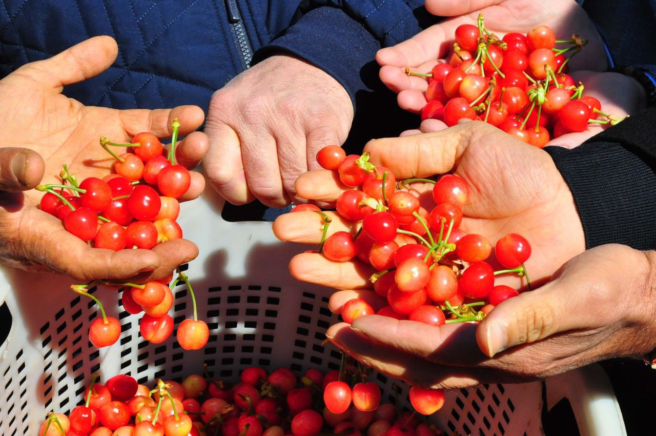Manisa'da hasat edilen sezonunu ilk kirazı kilosu 3 bin 500 TL'den satıldı - Sayfa 9