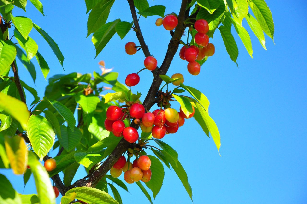 Manisa'da hasat edilen sezonunu ilk kirazı kilosu 3 bin 500 TL'den satıldı - Sayfa 7