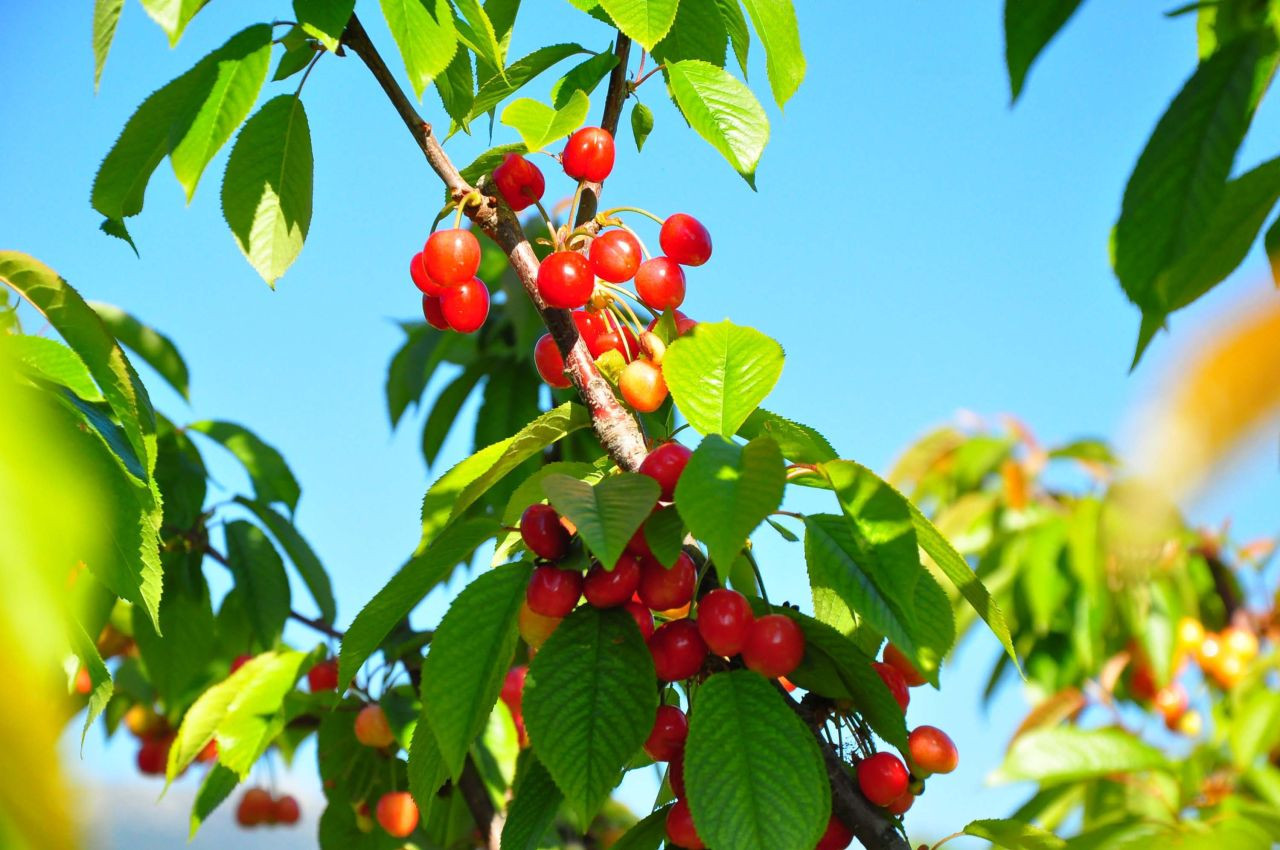 Manisa'da hasat edilen sezonunu ilk kirazı kilosu 3 bin 500 TL'den satıldı - Sayfa 4