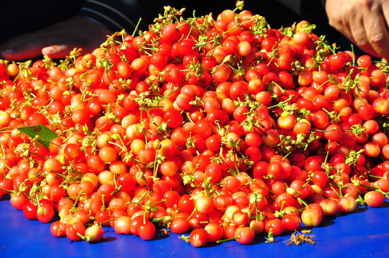 Manisa'da hasat edilen sezonunu ilk kirazı kilosu 3 bin 500 TL'den satıldı - Sayfa 2